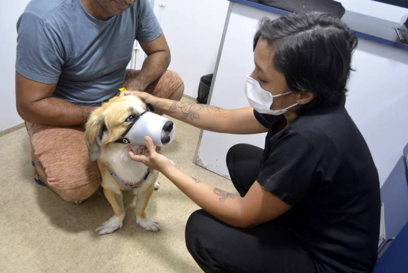 Avaliação veterinária.  